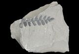 Pennsylvanian Fossil Fern (Neuropteris) Plate - Kentucky #126236-1